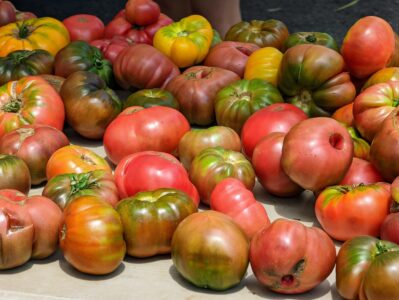 Harvest Season Memories: A Farm Photo Essay Image